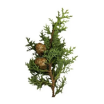 nature soin HUILE ESSENTIELLE DE CYPRÈS 10ML